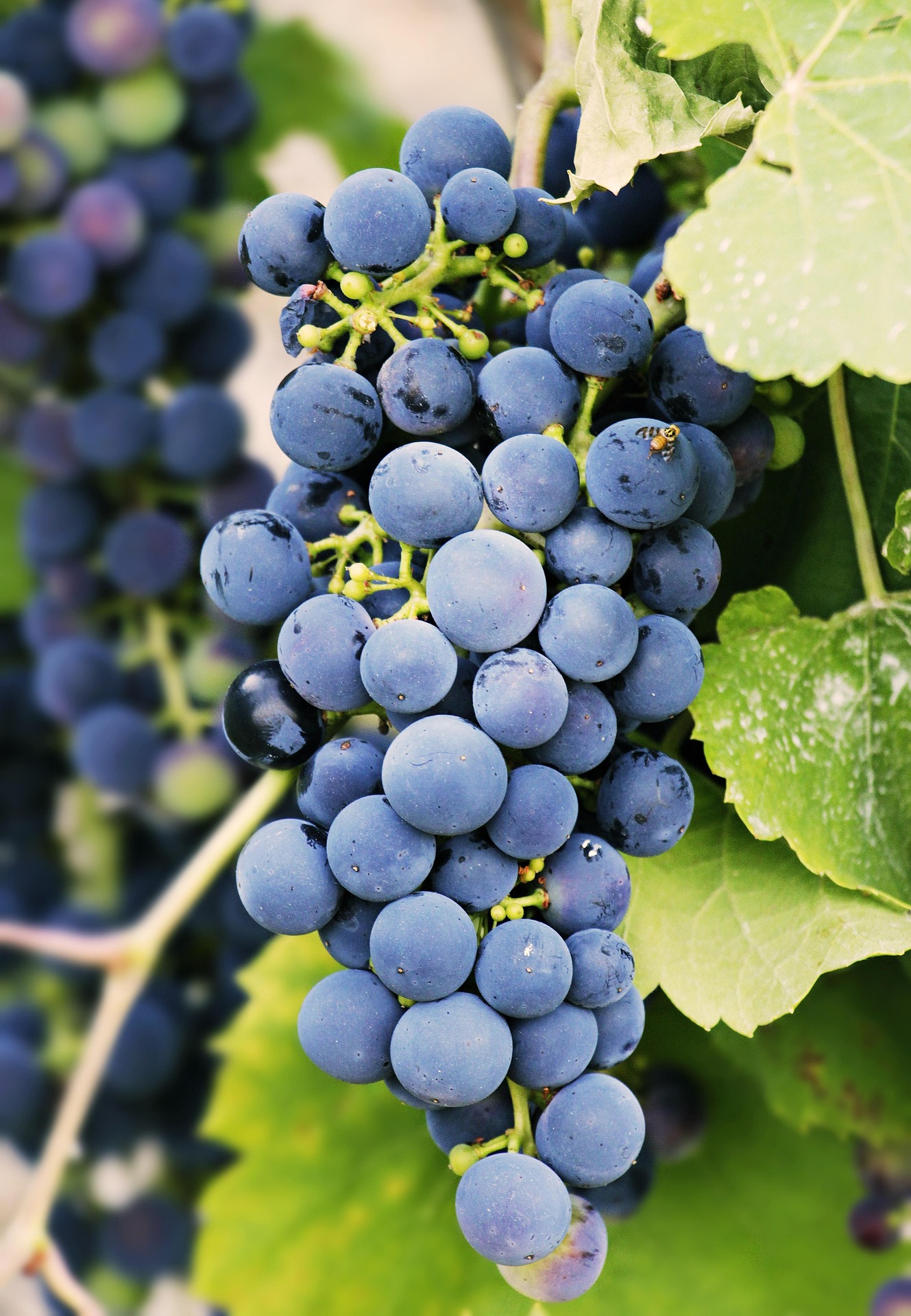 noname_13-grapes-3623694_1920